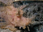 Rhinopias Frondosa